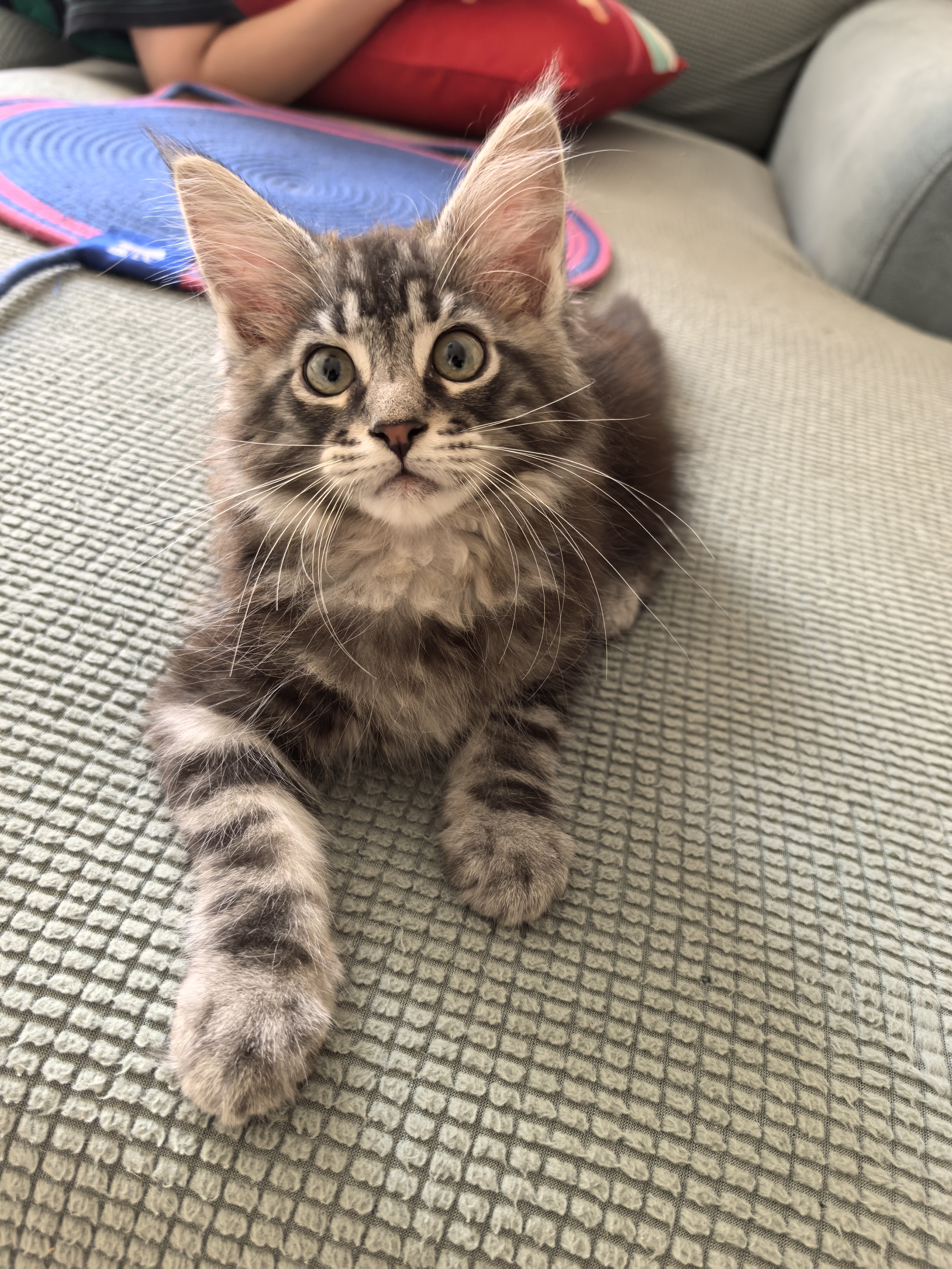 缅因猫